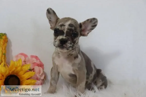 Marline AKC Female French Bulldog