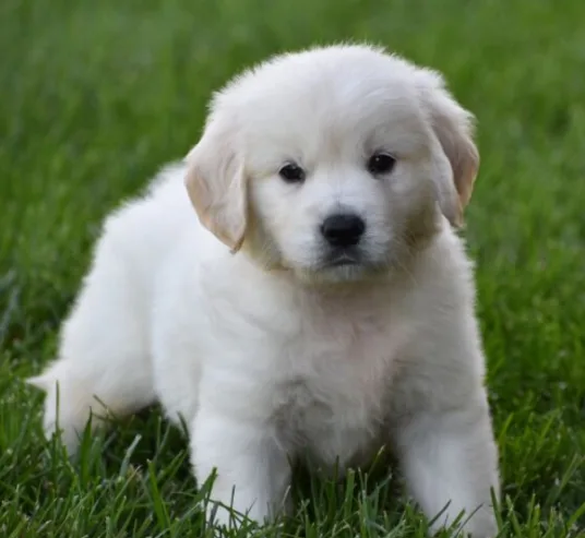 Playful Golden Retriever Puppies for sale