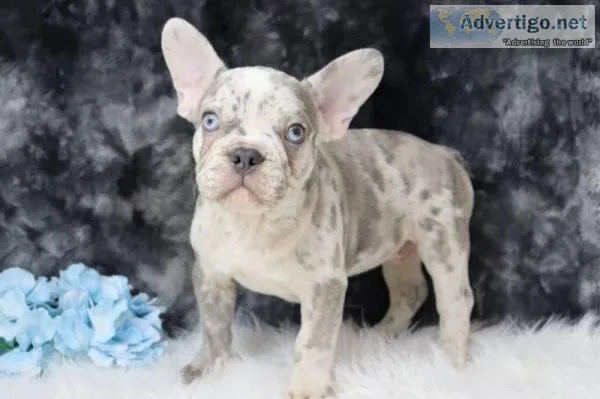 Tyler AKC Male French Bulldog