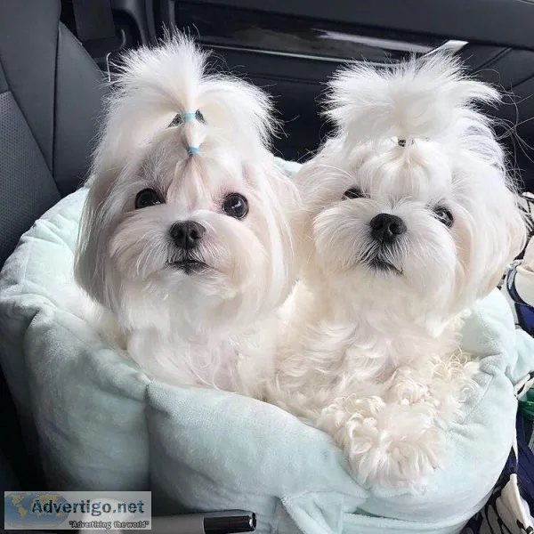 Beautiful Maltese
