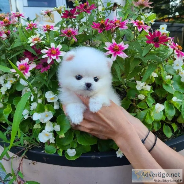 Male and Female Pomeranians