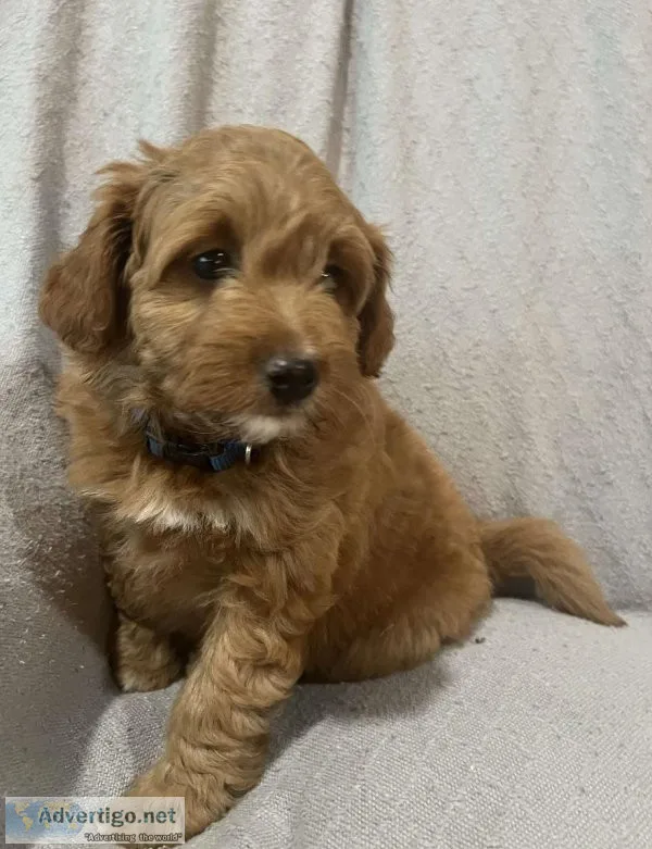 Miniature Aussiedoodle PuppIES