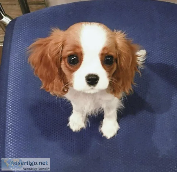 Cavalier King Charles Puppies For Sale
