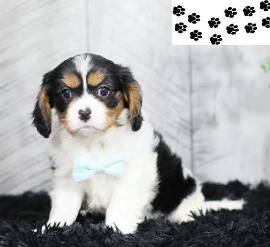 Cavalier King Charles Spaniel Puppies