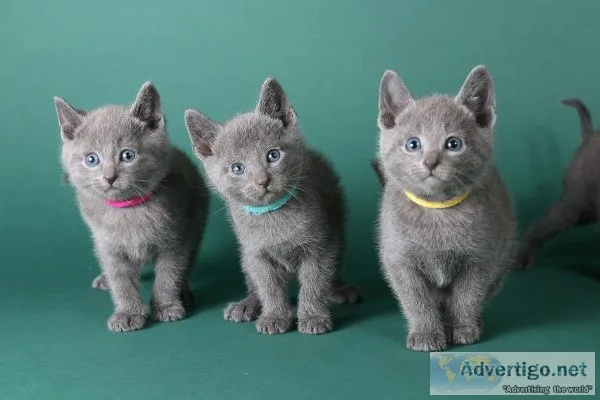 Russian Blue and very friendly.