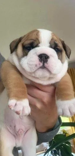 Solid English Bulldog Puppies