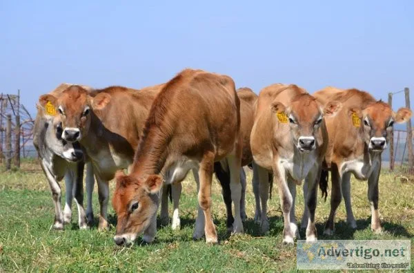 Guernsey, brown swiss, and jersey a2 genetics