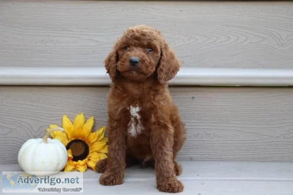 Aspen Male AKC Standard Poodle