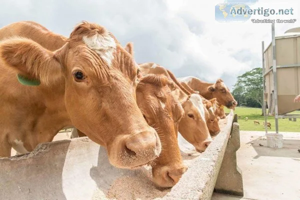 Guernsey, brown swiss, and jersey a2 genetics