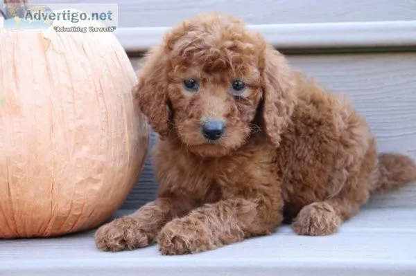 Arlo Female AKC Standard Poodle