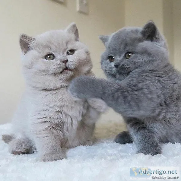 Affectionate British Shorthair kittens for sale.