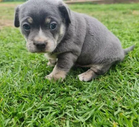 french bulldog cross jack russell puppy