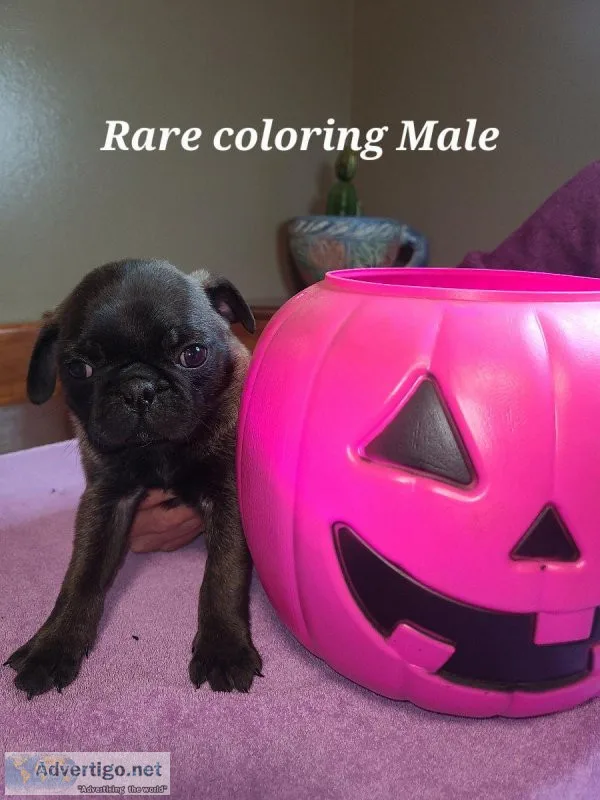 Pug Puppies