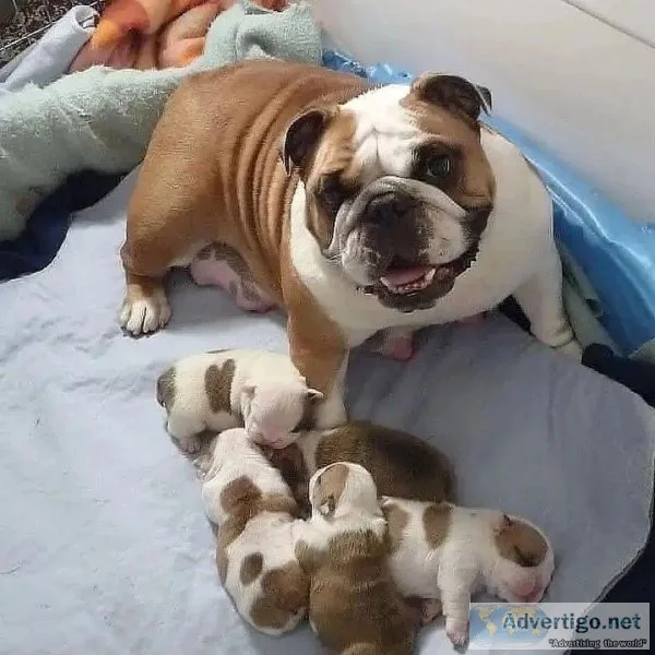 English Bulldog Puppies