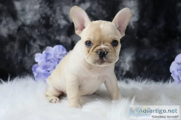 Tina AKC French Bulldog