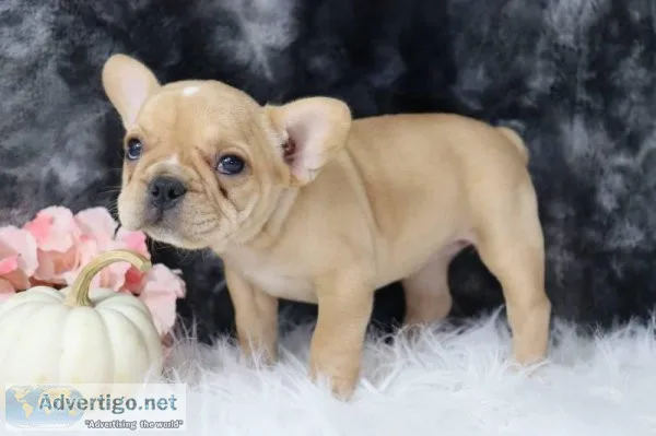 Casey AKC Female French Bulldog