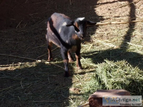 Nigerian Goat  Doe