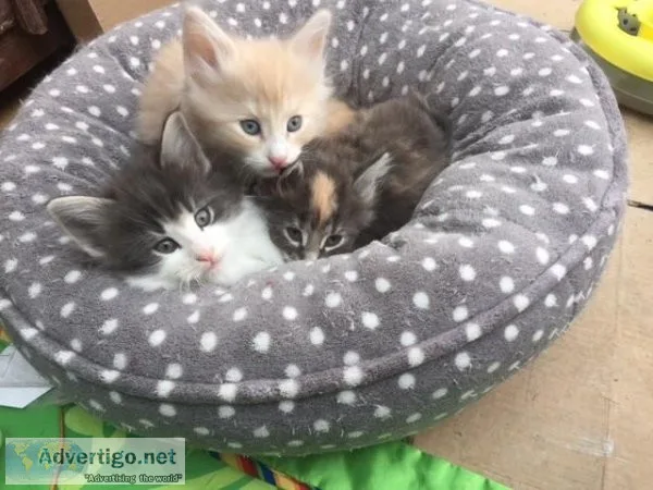 Norwegian Forest Kittens.