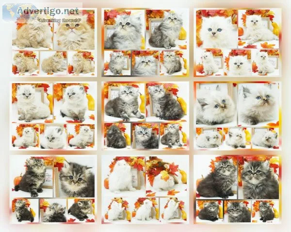 CFA Persian and Himalayan Kittens
