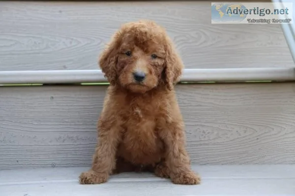 Aaron Male AKC Standard Poodle