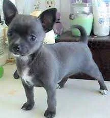 Chihuahua AKC Male