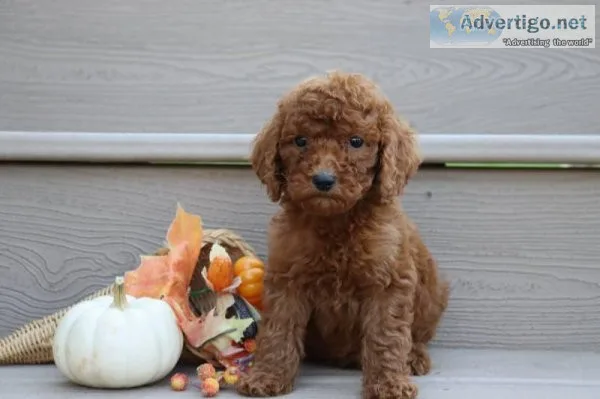 Abby Female AKC Standard Poodle