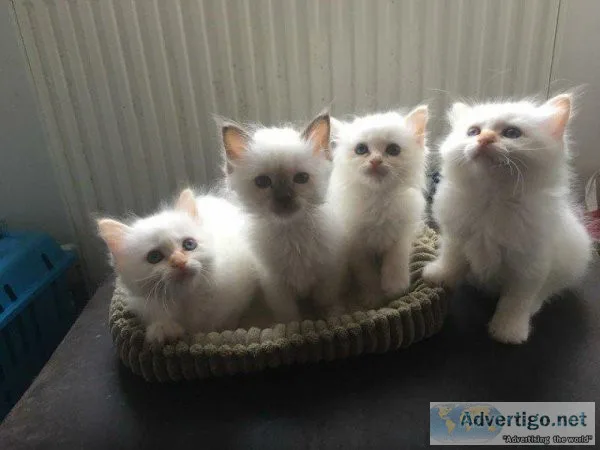 Indoor blue eyes Birman Kittens.