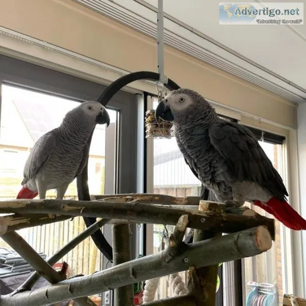 African Grey Parrots