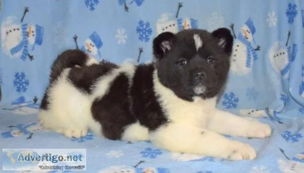 Male and female Akita Puppies