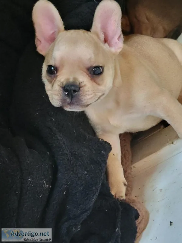 Pure breed french bulldog puppies