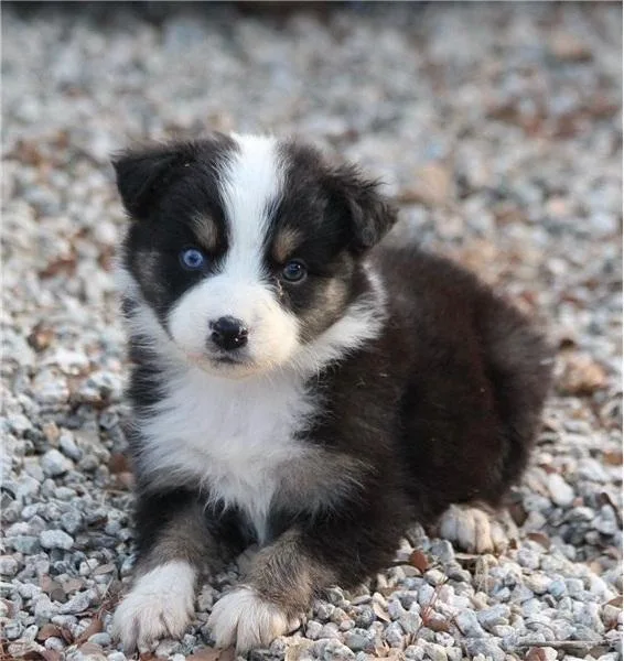 Australian Shepherds Pups