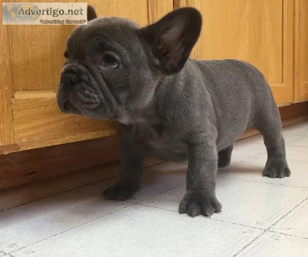 Pups Available