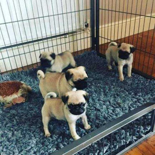 Cute Pug Puppies for new Homes .