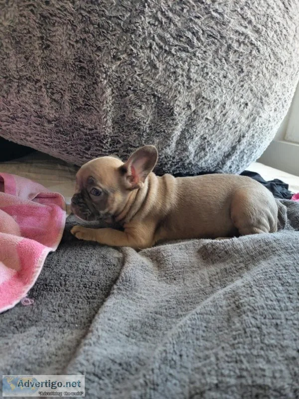 French bulldog puppies