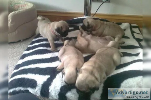 Well Raised Potty Trained Pug Puppies for sale