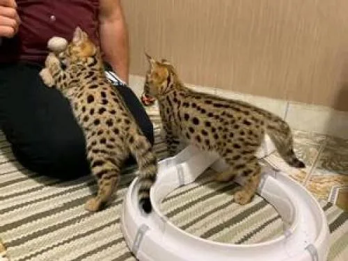 Charming Savannah Kitten