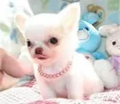 Beautiful Tiny Chihuahua Puppies