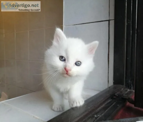Beautiful Turkish Angora Kittens ready