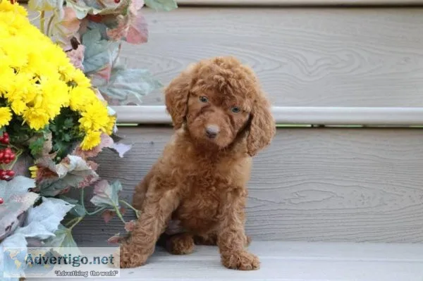 Apricot Female AKC Standard Poodle