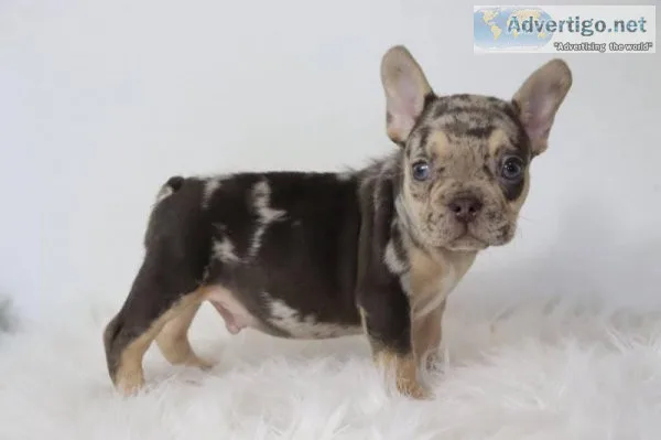 Earl AKC Male French Bulldog