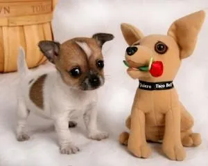 Loving Teacup Chihuahua Puppies