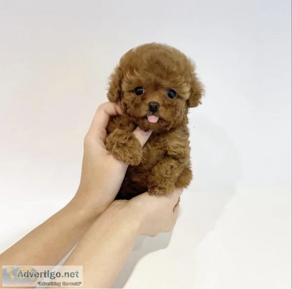 Toy Poodle Puppies for sale