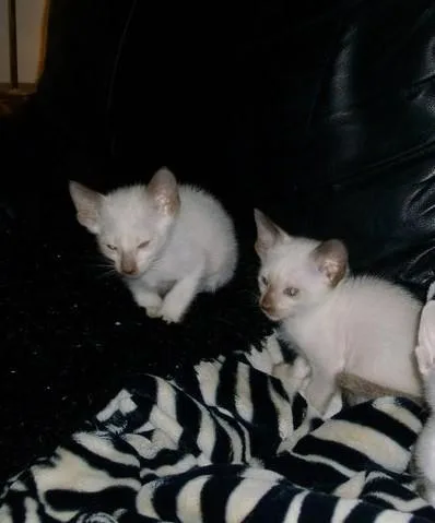 Male and Female Siamese Kittens.