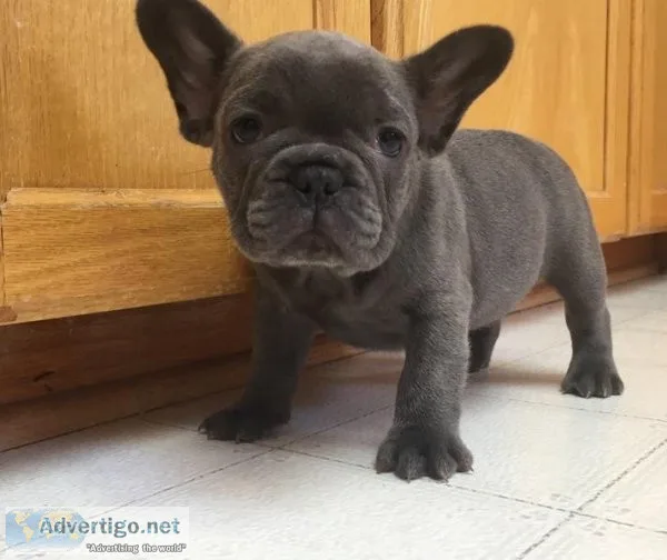 Lovable AKC Frenchie Puppies