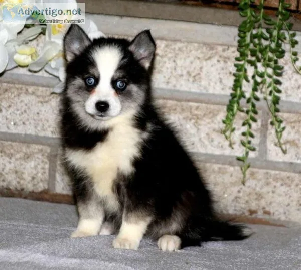 Pomsky Puppy