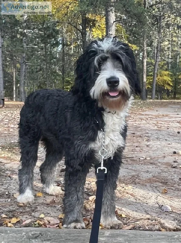 2 year old female Bernedoodle