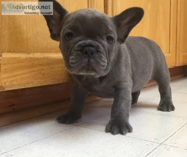 Gorgeous French Bulldog puppies ready