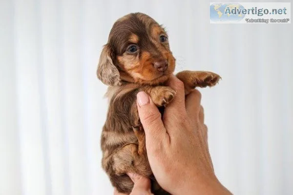 KC MINIATURELONGHAIRED DACHSHUNDPRA CLEAR