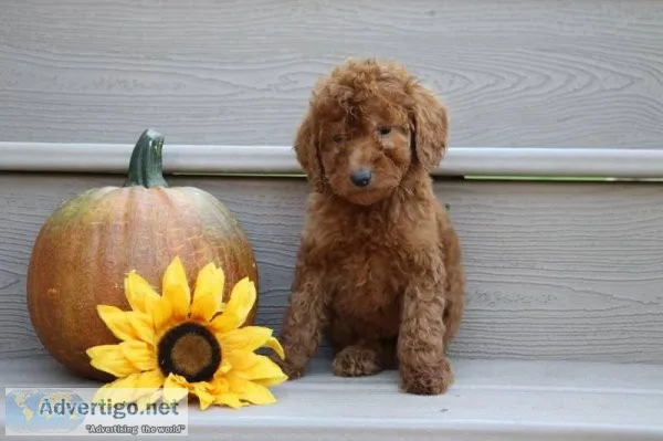 Anna Female AKC Standard Poodle