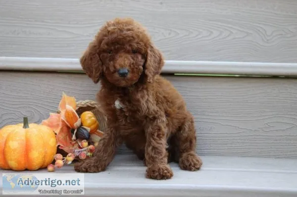 Arthur Male AKC Standard Poodle